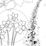outline drawing of spring flowers to colour