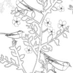 outline drawing of birds on blossom covered branch to colour