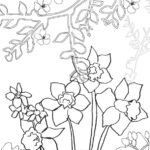 outline drawing of blossom and daffodils to colour