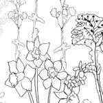 outline drawing of daffodils and spring foliage to colour