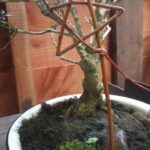 willow star wand in plant pot
