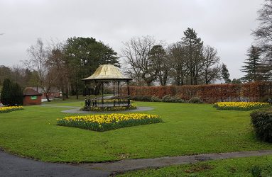 bandstand with black metal pillars and gold roof in park surrounded by grass, hedges and daffodils in flower beds