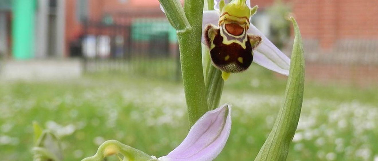 lilac petals with centre of flower resembling a bee