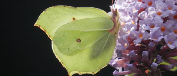 pale green butterfly feeding on buddleia