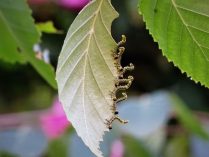 close up of caterpillars eating a leaf