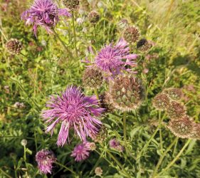 close up of greater knapweed plant