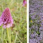 montage of orchid, daisy and wildflowers