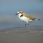 close up of Kentish plover with orange head, black ring around neck, white tummy feathers and light brown on back