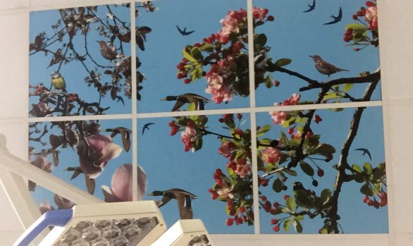printed design on ceiling tiles of various types of bird hidden amongst pink tree blossom pictured against a blue sky