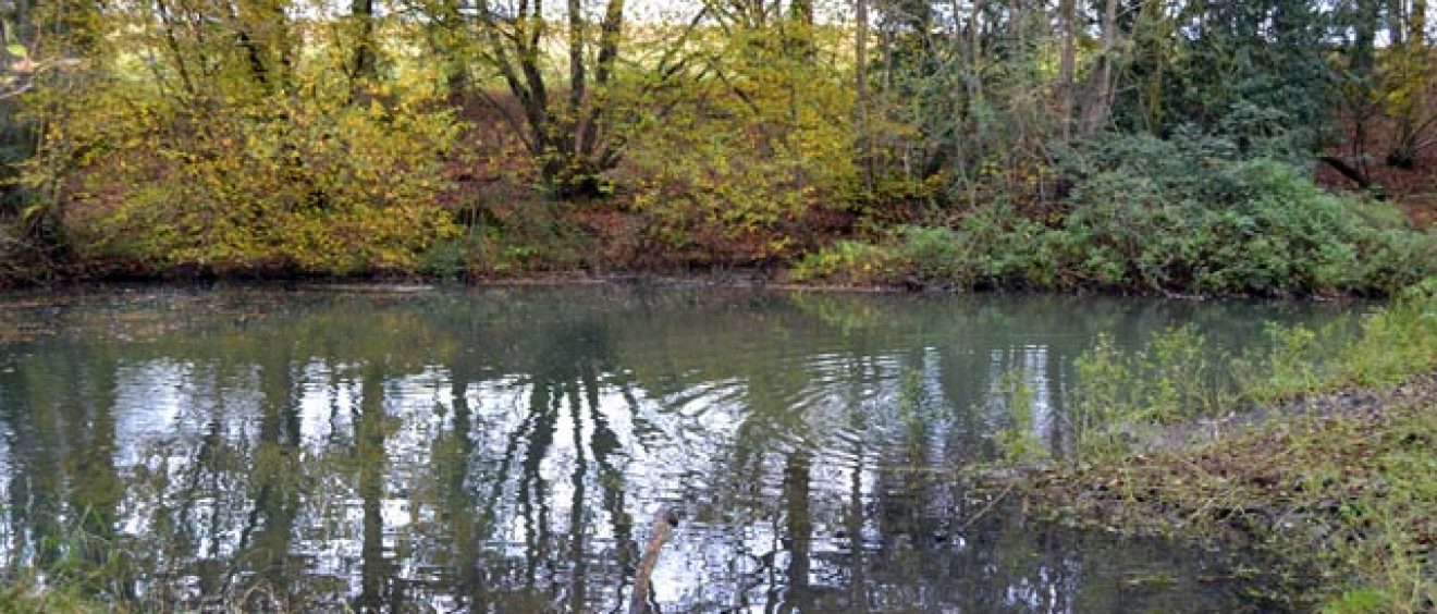 photo of river view, still water, tree reflected in water