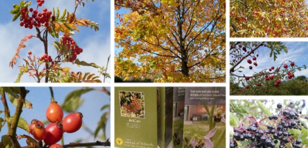 Montage photograph showing autumn leaves and berries