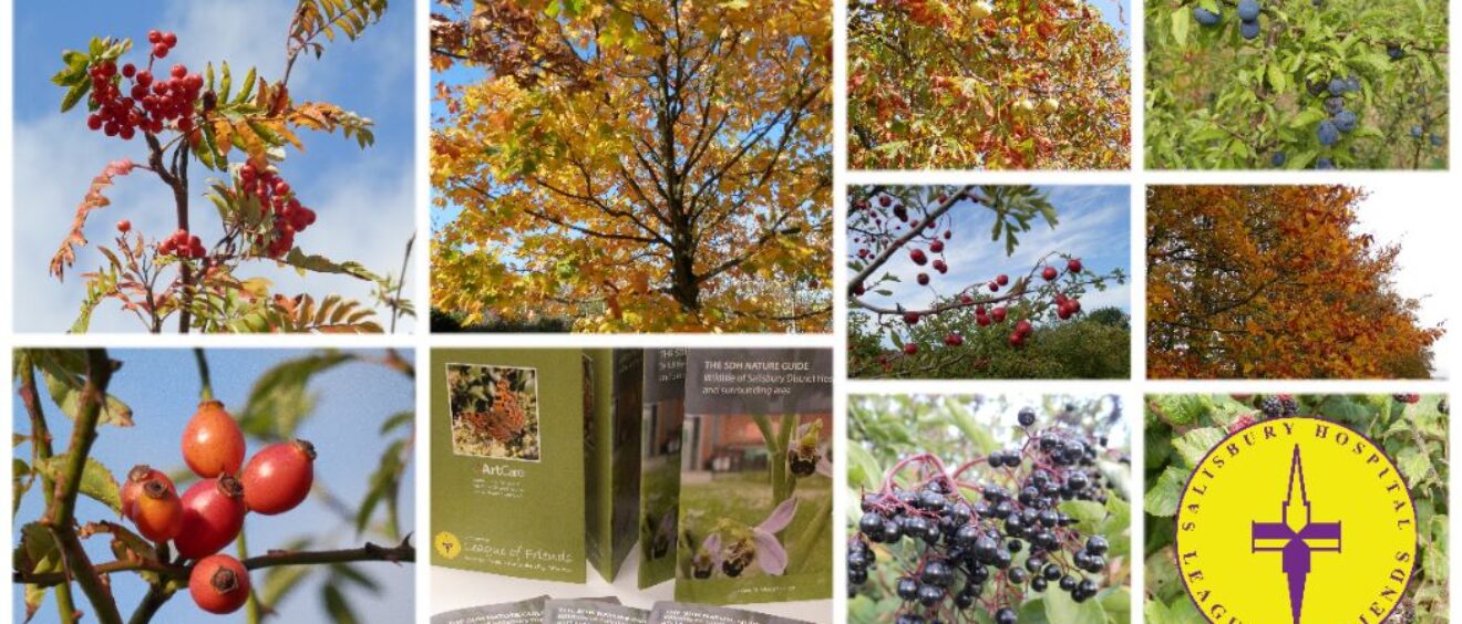 collage of autumn leaf photographs