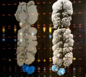 Layered medical image of chromosome