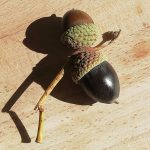 close up of two brown acorns in cups