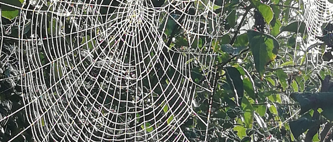 photo of dew covered spider webs on bush