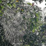 photo of dew covered spider webs on bush