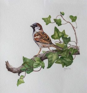detailed, naturalistic watercolour of sparrow on branch with ivy