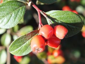 close up of red berries and leaf