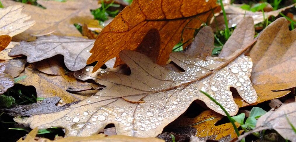brown oak leaves fallen on ground