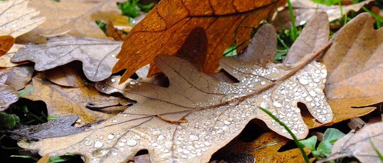 brown oak leaves fallen on ground
