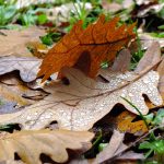 brown oak leaves fallen on ground