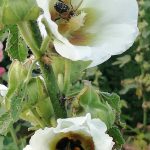 bumble bee and honey bee inside white hollyhock flowers