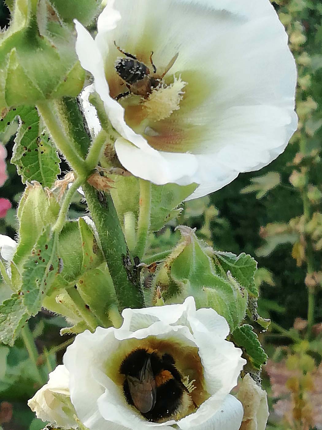 bumblebee in flower head