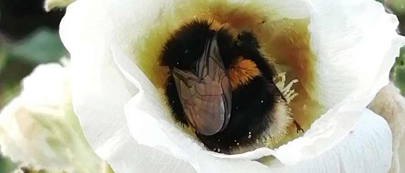 bee nestled inside white hollyhock flowerhead