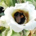 bee nestled inside white hollyhock flowerhead