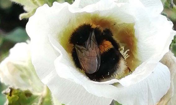 bee nestled inside white hollyhock flowerhead