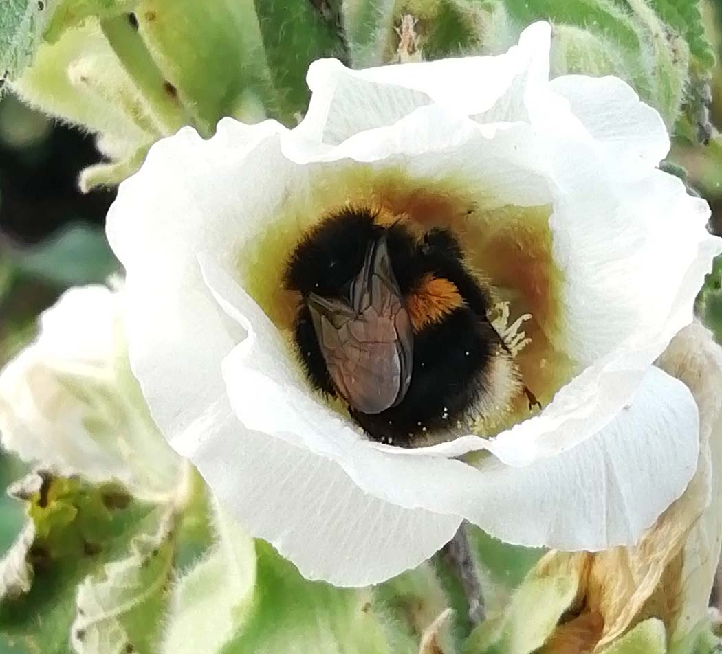 bumble bee in hollyhock