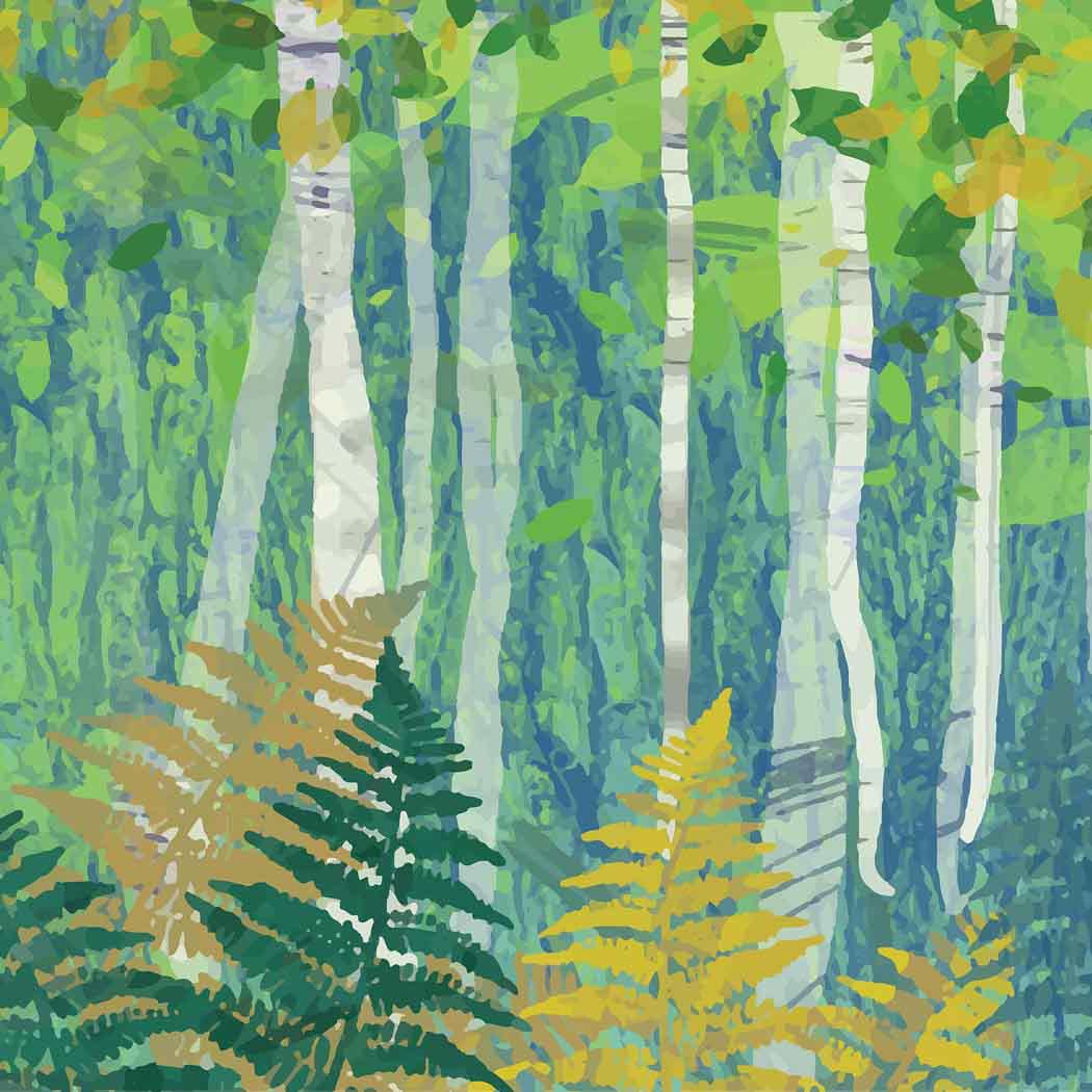 birch-forest-4-1-38