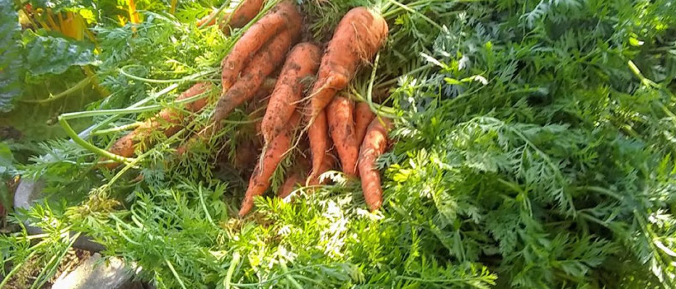 freshly picked carrot in a wheelbarrow