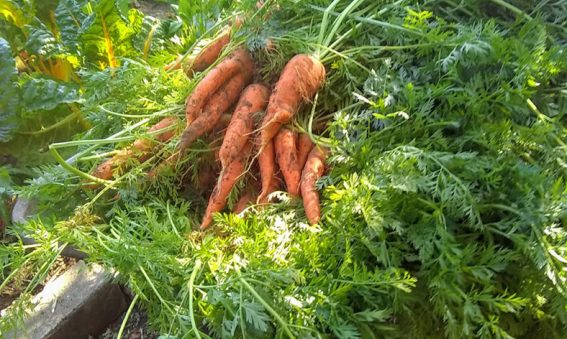 freshly picked carrot in a wheelbarrow