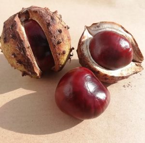 horse chestnut showing outer case and opened up to reveal shiny conker