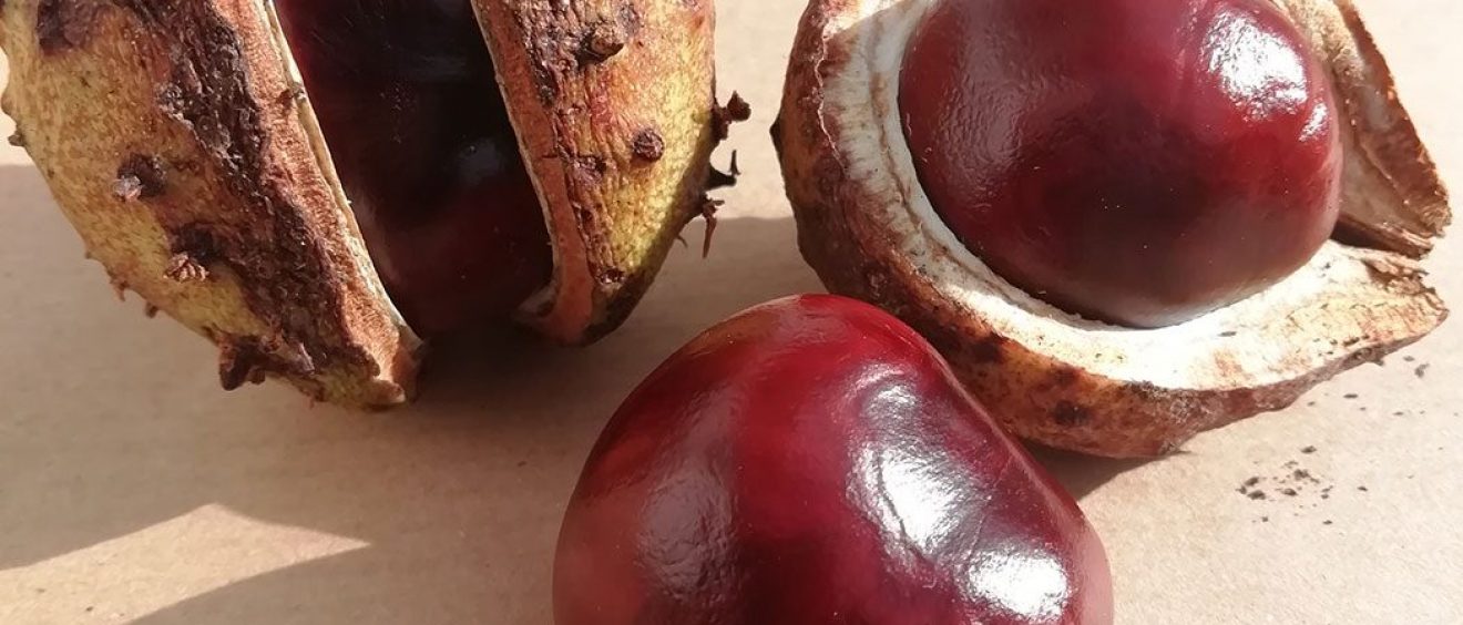 horse chestnut showing outer case and opened up to reveal shiny conker