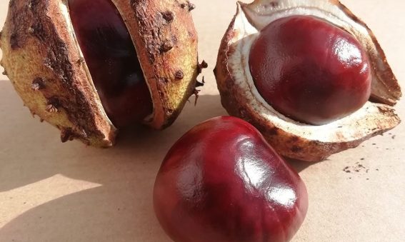 horse chestnut showing outer case and opened up to reveal shiny conker