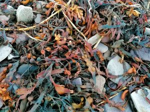 yellow, orange, red and green toned seaweed laying on pebbles