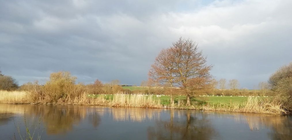 river at Downton, sheep in field, tree growing on the bank, dark cloud sky