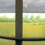 window film design of field of yellow flowers and buttercups