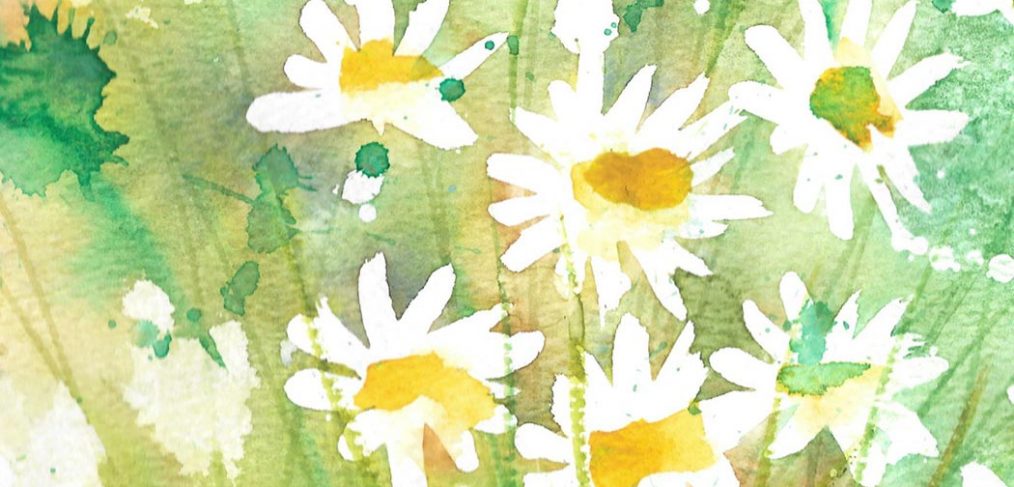 white daisies against a yellow and green background