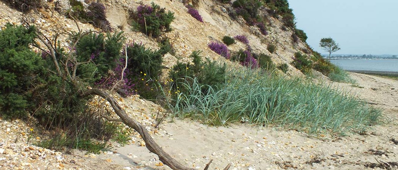 gorse and heather growing on sandy cliff