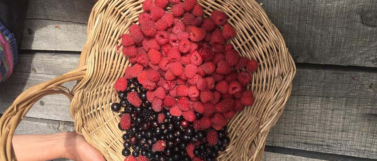 basket of raspberries and blackcurrants