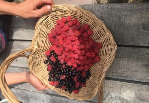 basket of raspberries and blackcurrants