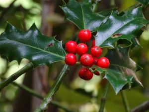 photo of holly berries and leaves