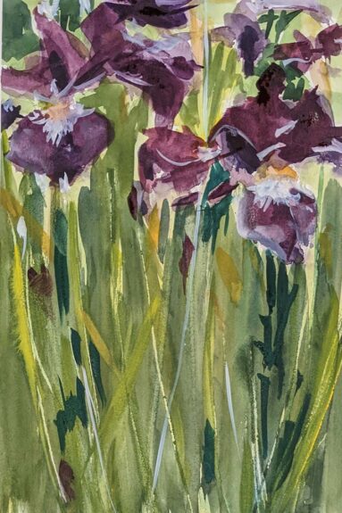 watercolour of purple iris