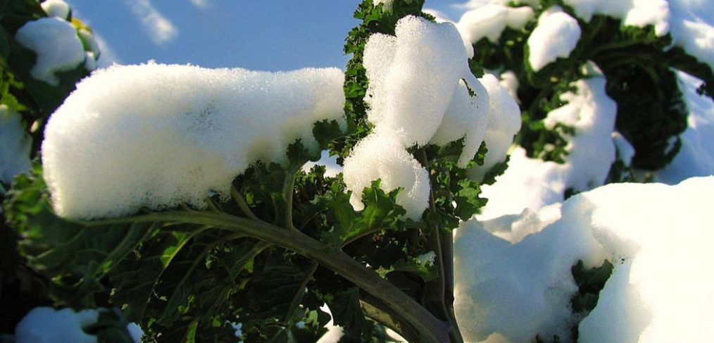 kale leaves covered with snow