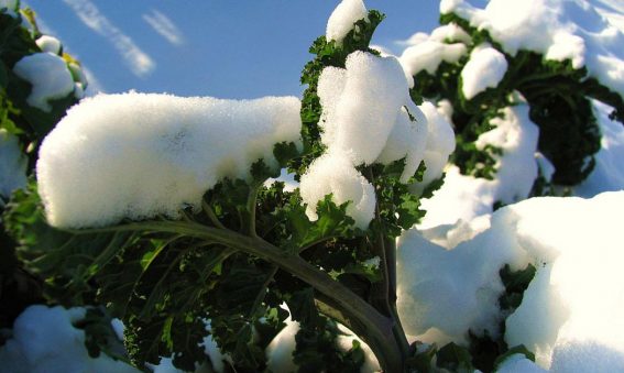 kale leaves covered with snow