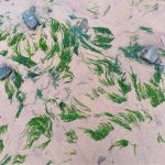 photo of green straggly seaweed on sand after tide has gone out