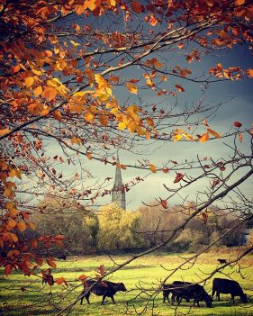 Salisbury Cathedral spire viewed in distance, cow field and autumn leaves foreground